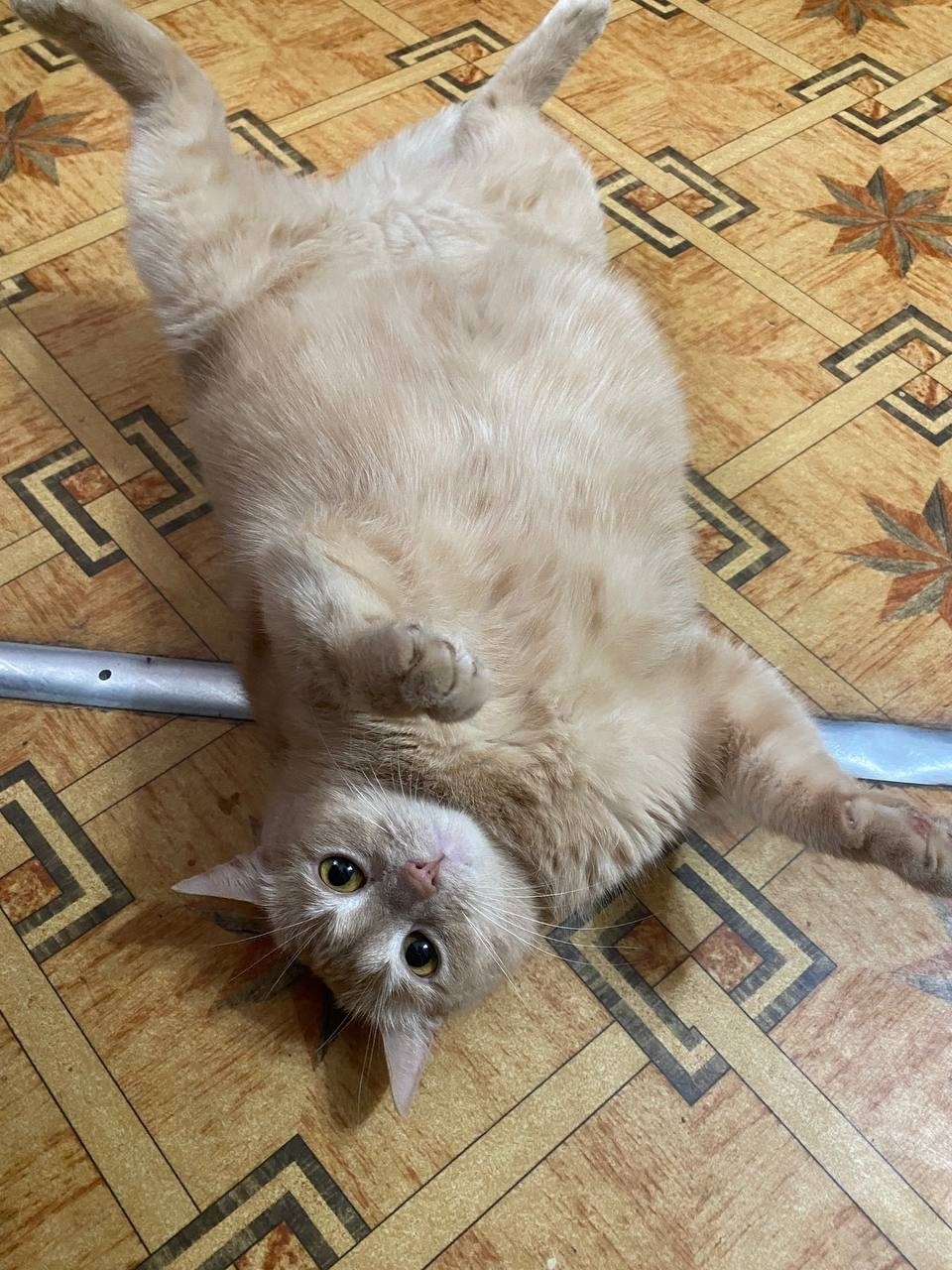 Пропала кошка в Великом Новгороде — фото объявления