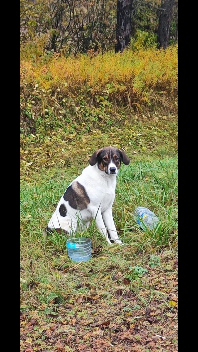Пропала собака в Великом Новгороде — фото объявления