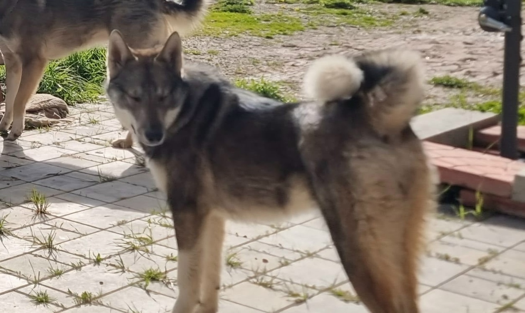 Пропала собака в Великом Новгороде — фото объявления