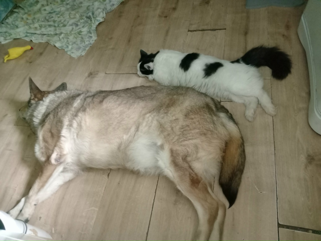 Пропала кошка в Сыктывкаре — фото объявления