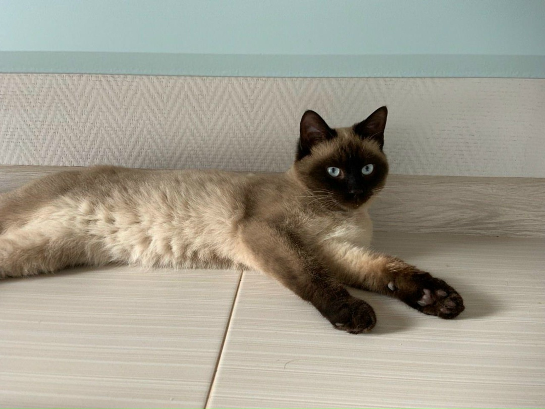 Пропала кошка в Сыктывкаре — фото объявления