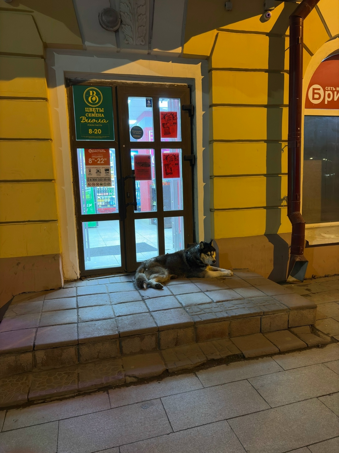 Пропала собака в Сыктывкаре — фото объявления