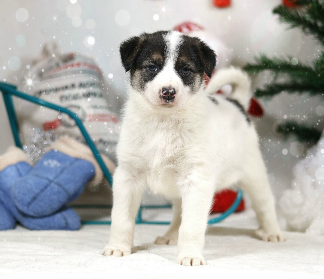 Найдена собака в Сыктывкаре — фото объявления