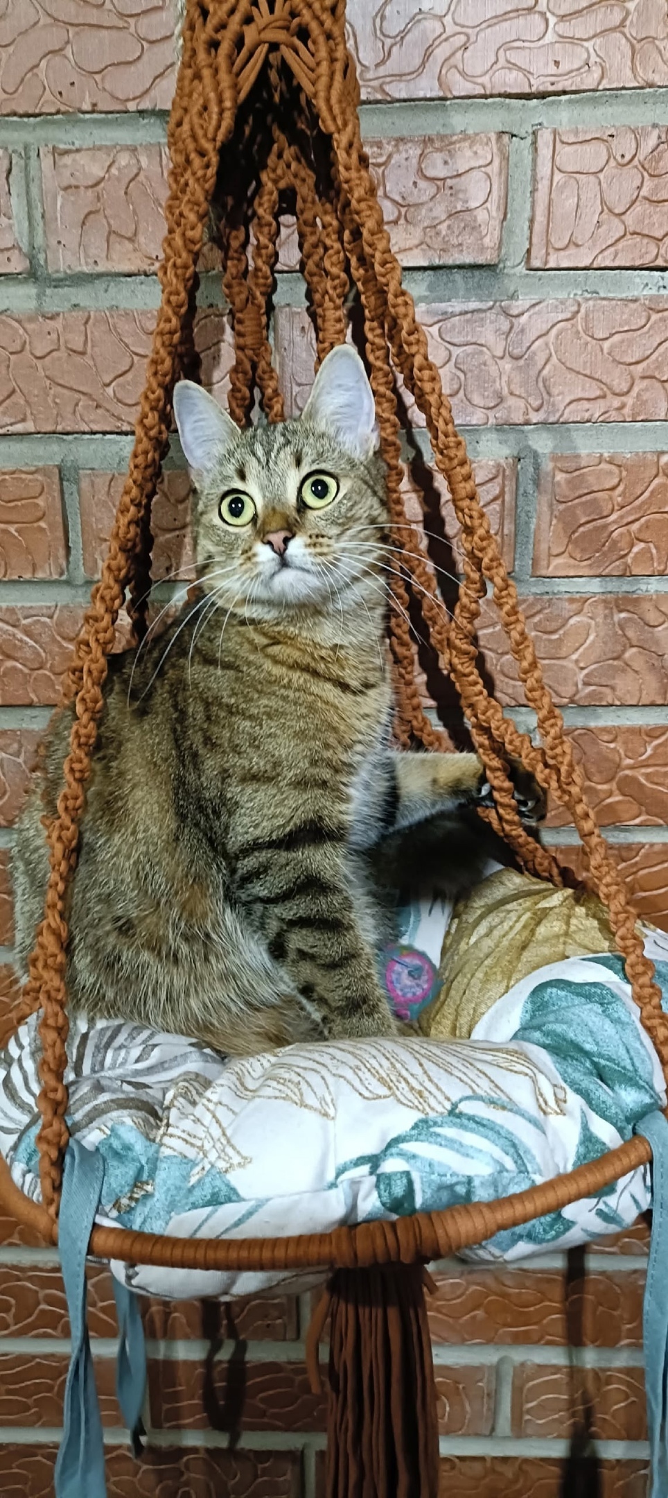 Пропала собака в Сыктывкаре — фото объявления