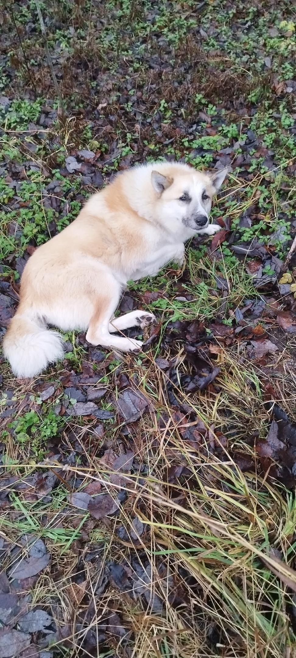 Найдена собака в Сыктывкаре — фото объявления