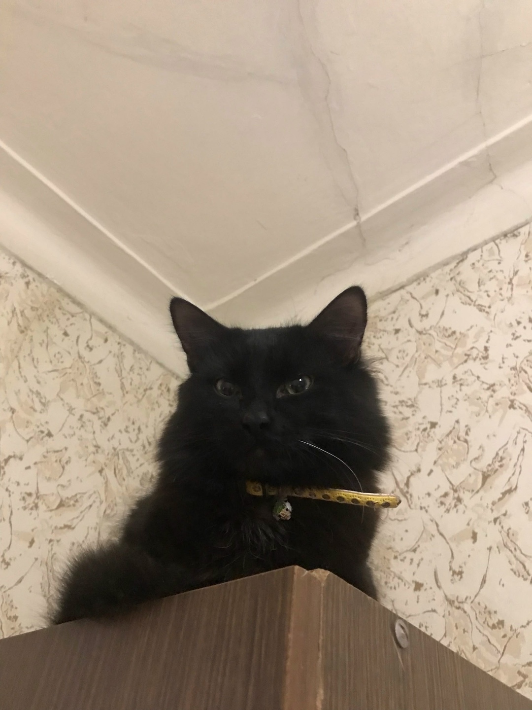 Пропала собака в Сыктывкаре — фото объявления