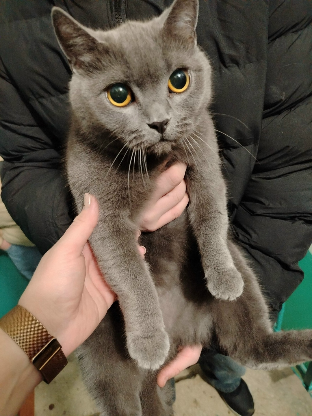 Найдена кошка в Сыктывкаре — фото объявления