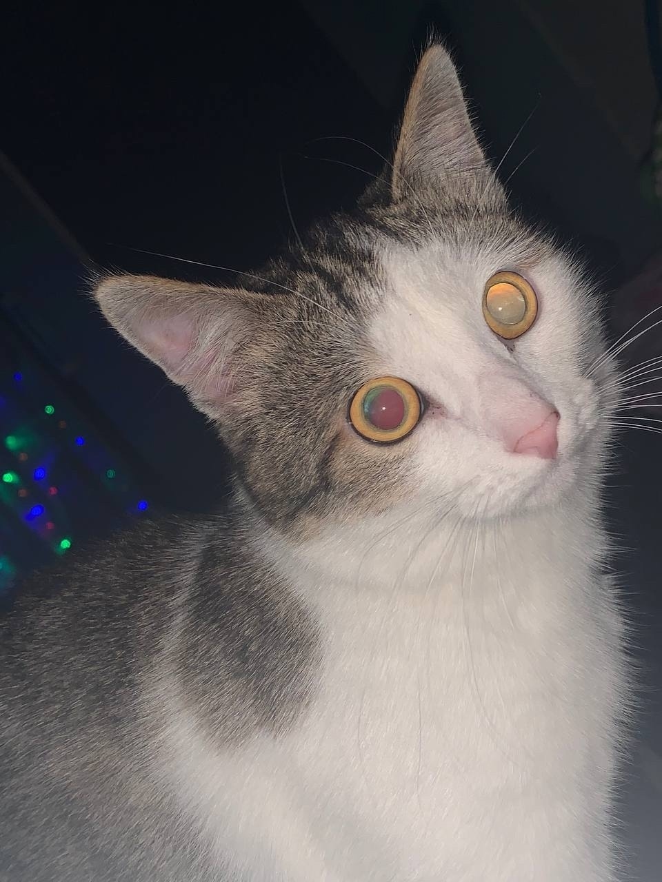 Пропала кошка в Сыктывкаре — фото объявления