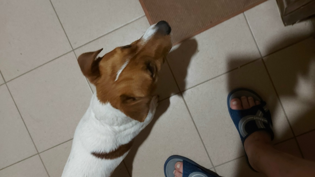 Пропала собака в Сыктывкаре — фото объявления