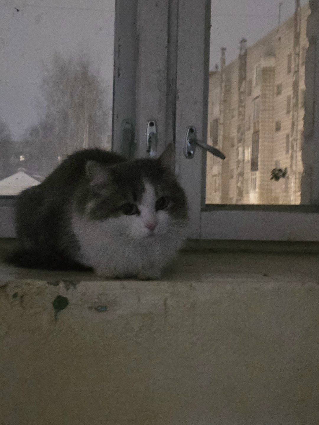 Найдена кошка в Сыктывкаре — фото объявления