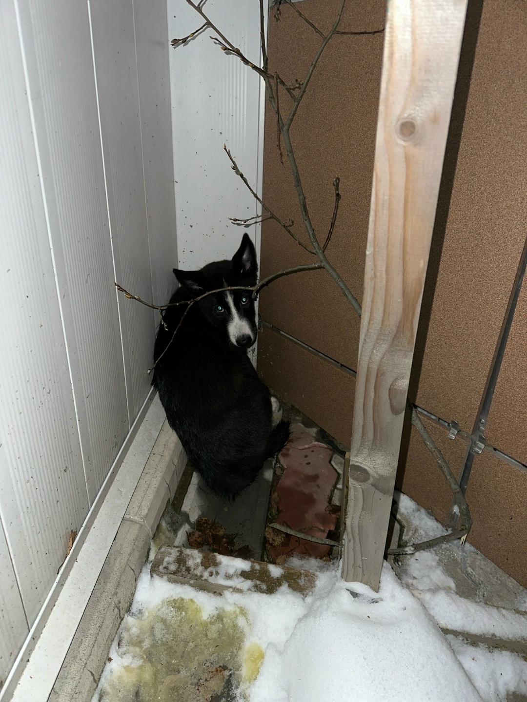 Пропала собака в Сыктывкаре — фото объявления