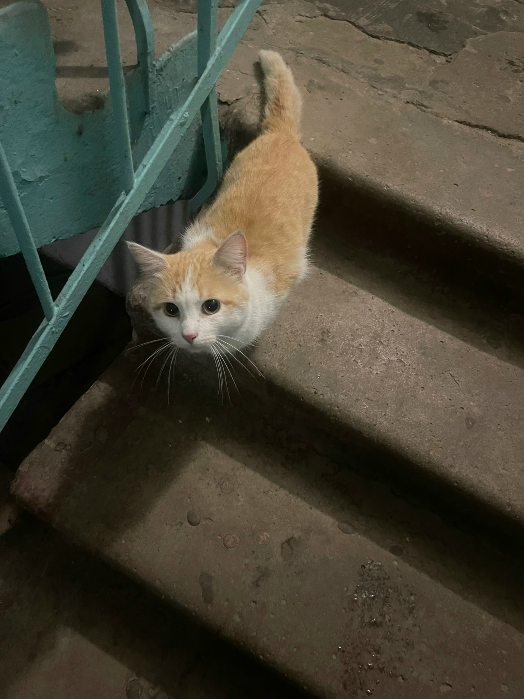 Найдена кошка в Сыктывкаре — фото объявления