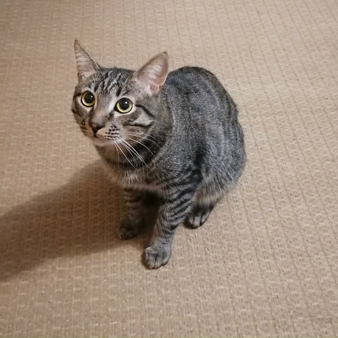 Пропала кошка в Сыктывкаре — фото объявления