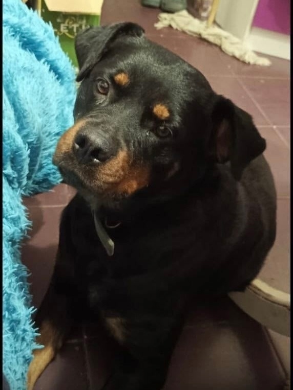 Пропала собака в Сыктывкаре — фото объявления