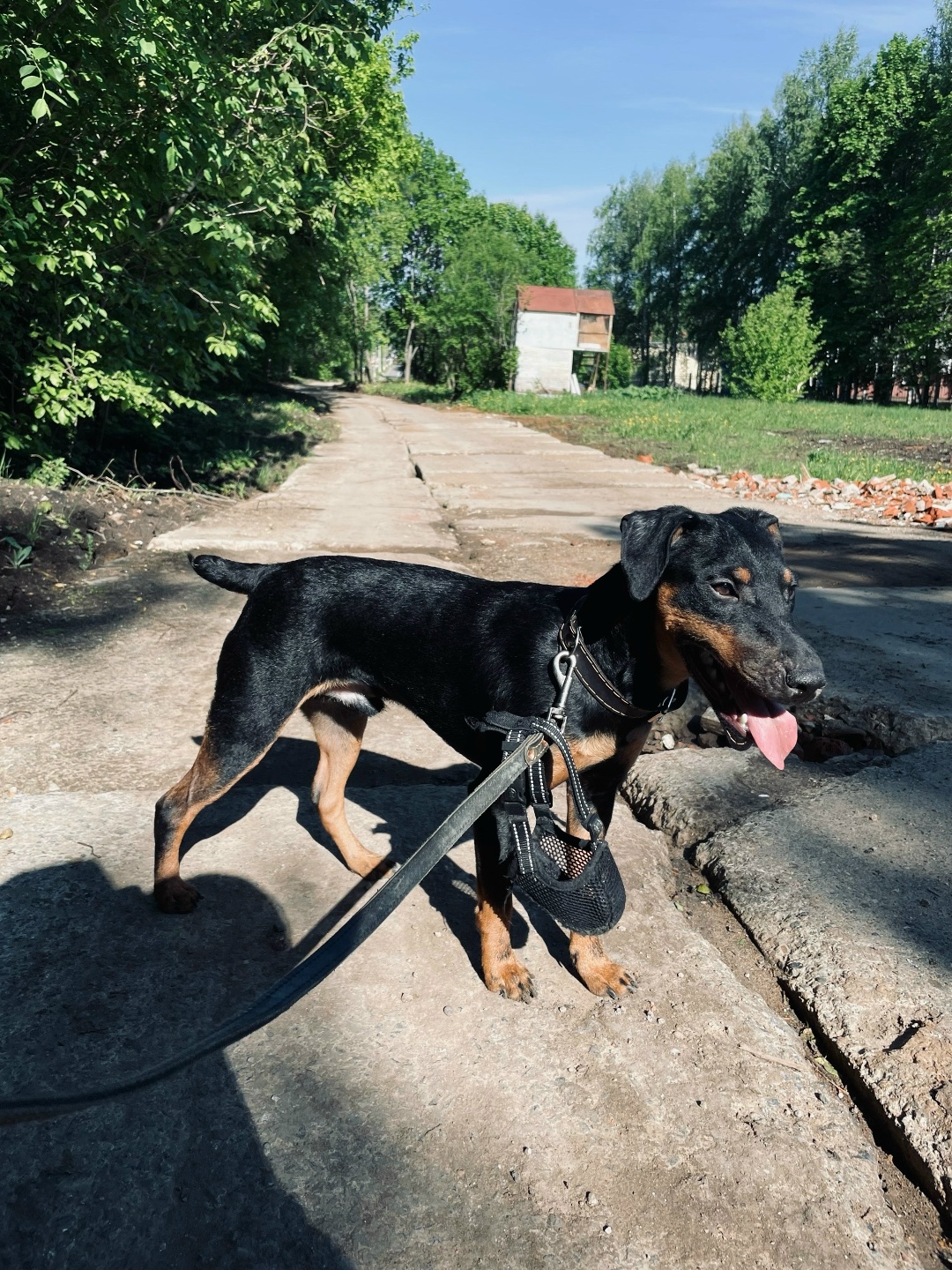 Пропала собака в Сыктывкаре — фото объявления