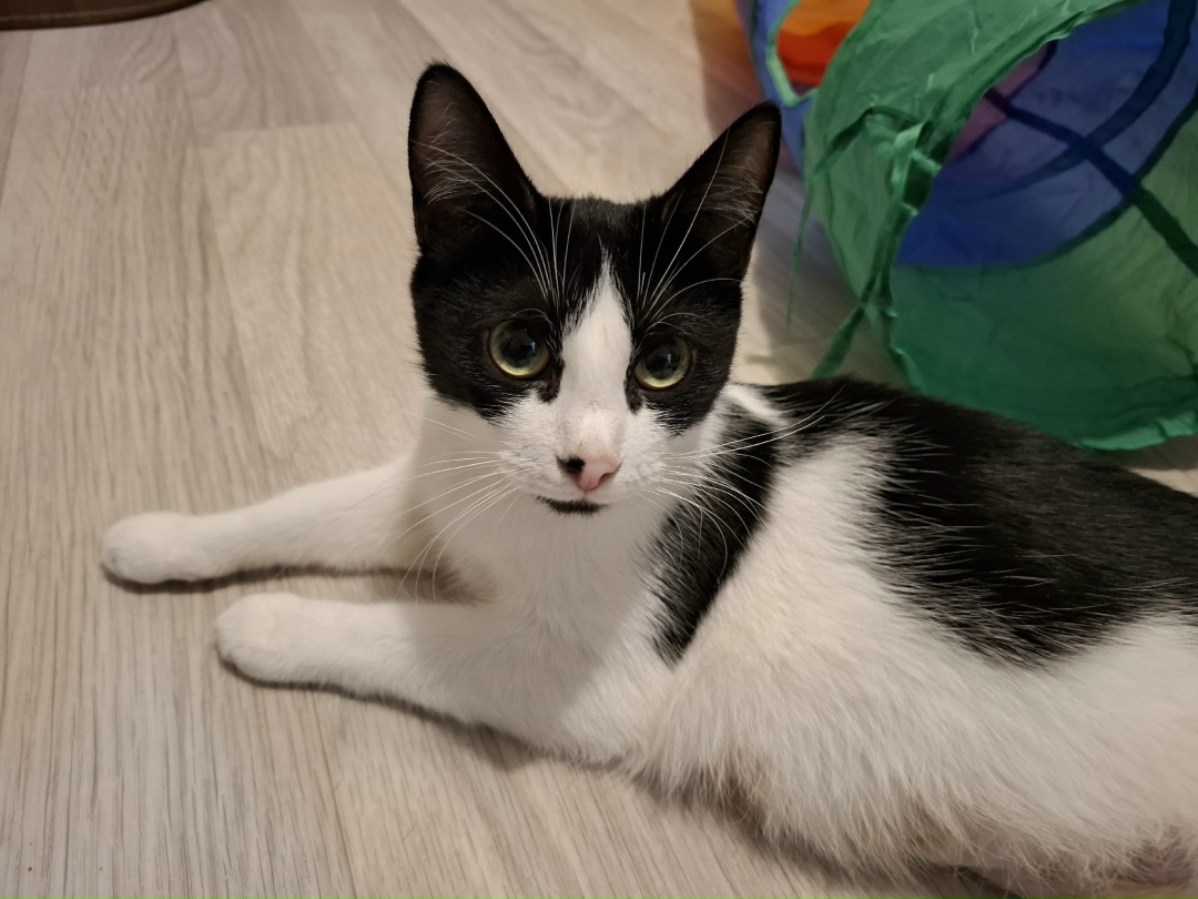 Найдена кошка в Сыктывкаре — фото объявления