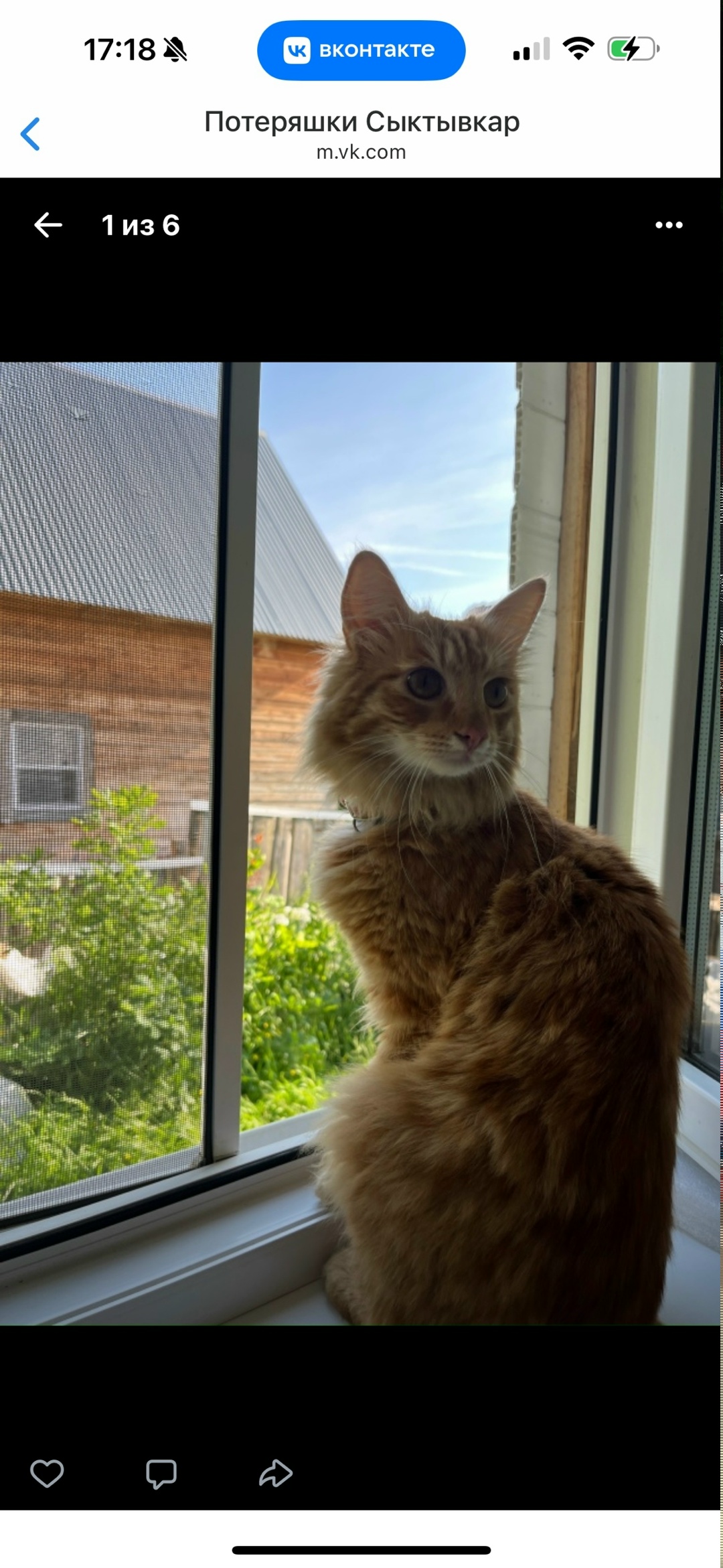 Пропала кошка в Сыктывкаре — фото объявления