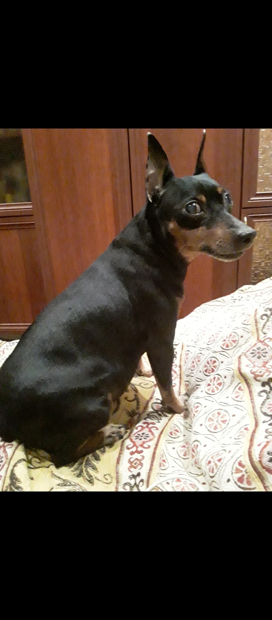 Пропала собака в Сыктывкаре — фото объявления