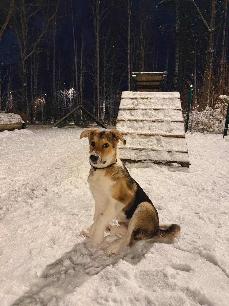 Найдена собака в Сыктывкаре — фото объявления