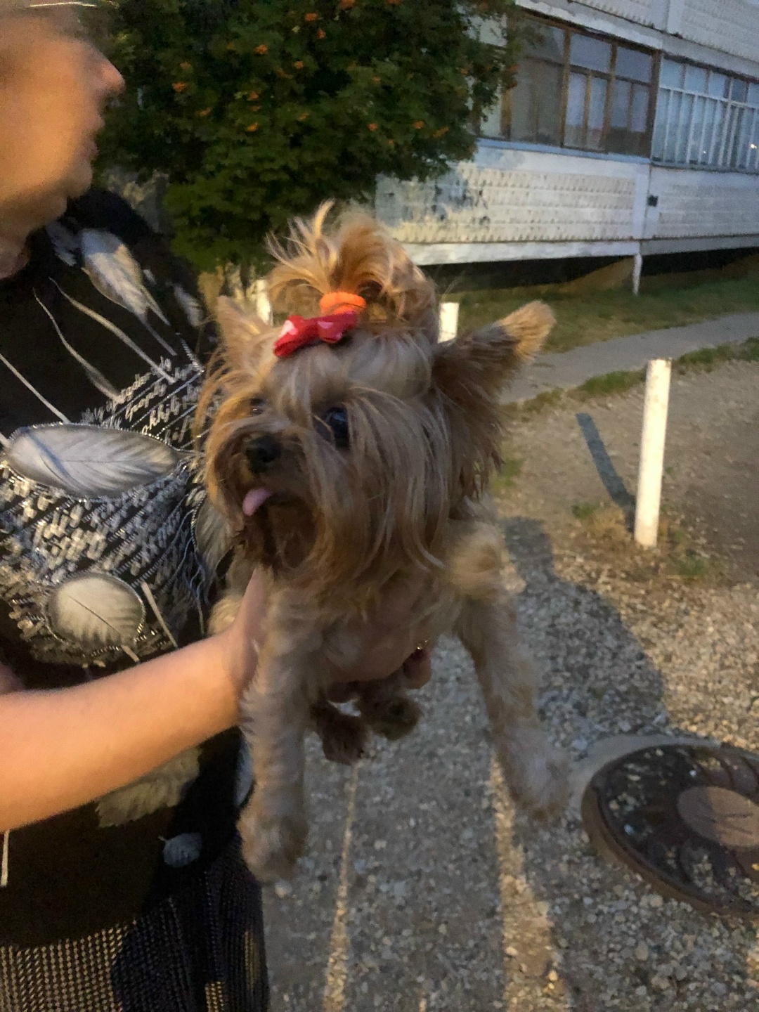 Найдена собака в Сыктывкаре — фото объявления