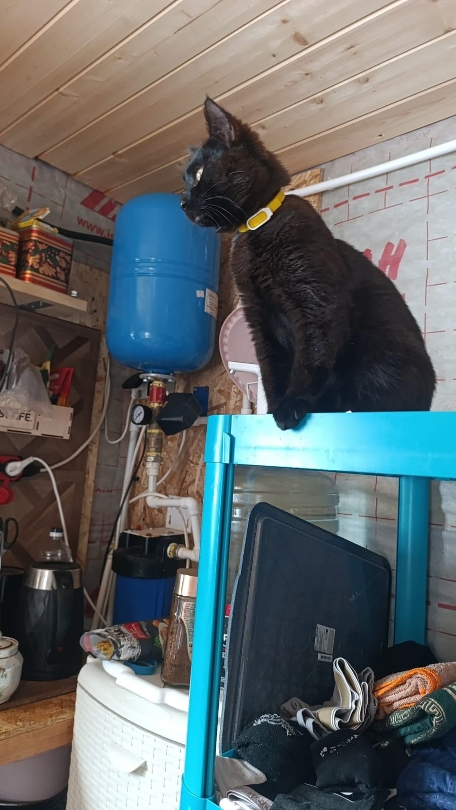 Пропала кошка в Сыктывкаре — фото объявления