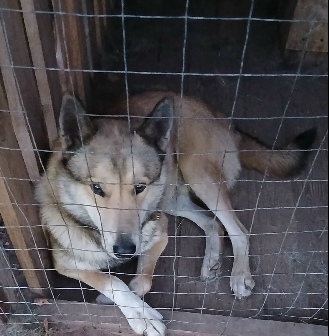 Пропала собака в Сыктывкаре — фото объявления