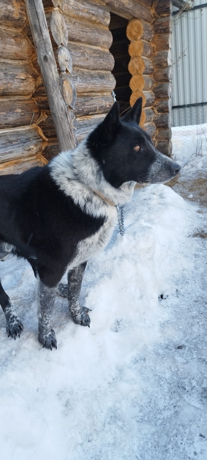 Найдена собака в Сыктывкаре — фото объявления