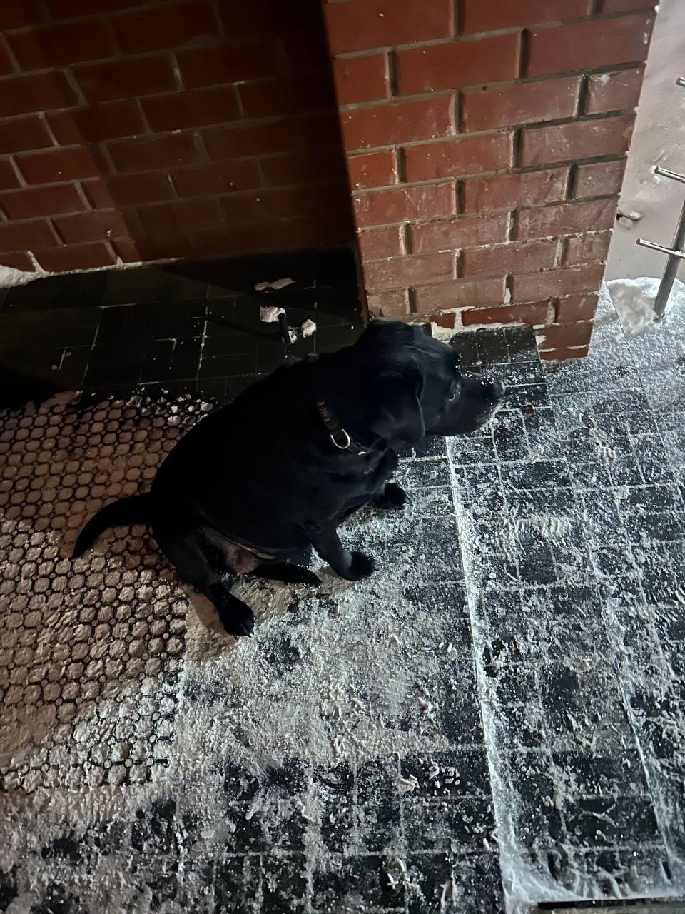 Найдена собака в Сыктывкаре — фото объявления