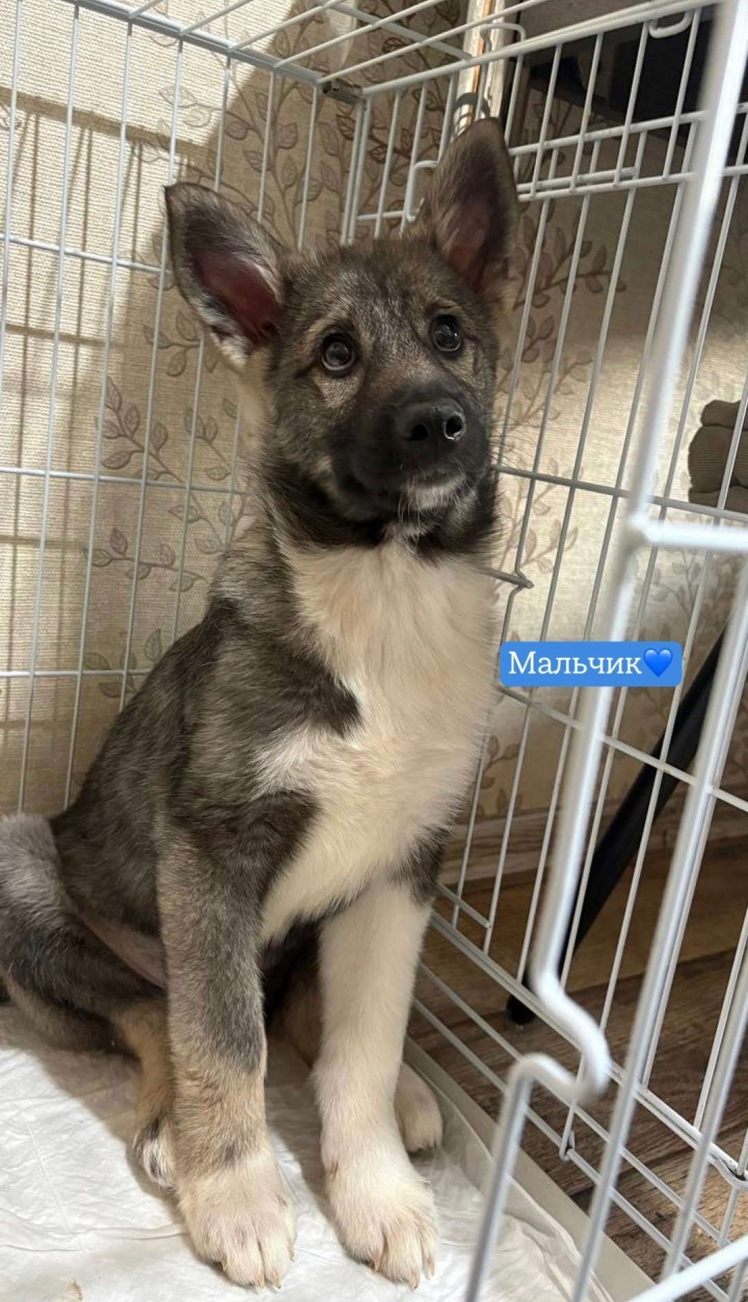 Найдена собака в Сыктывкаре — фото объявления