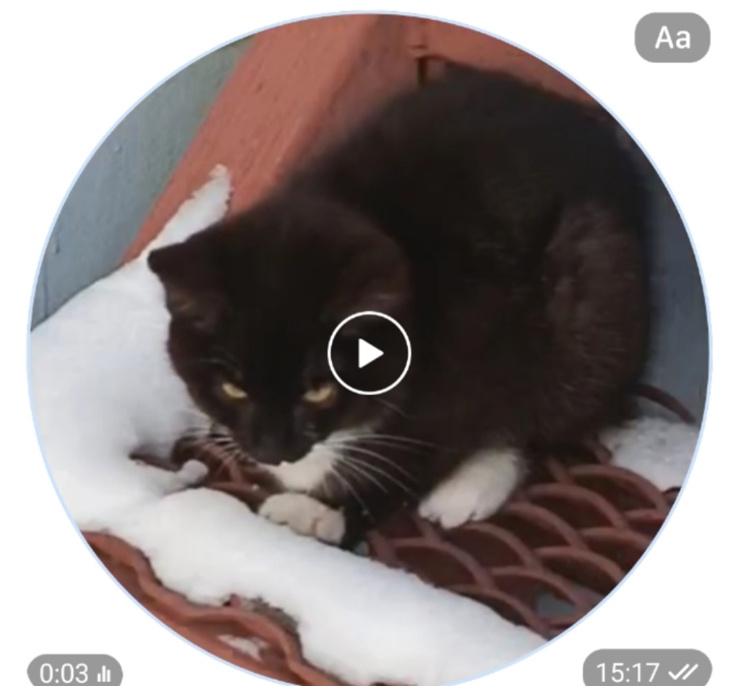 Найдена кошка в Сыктывкаре — фото объявления