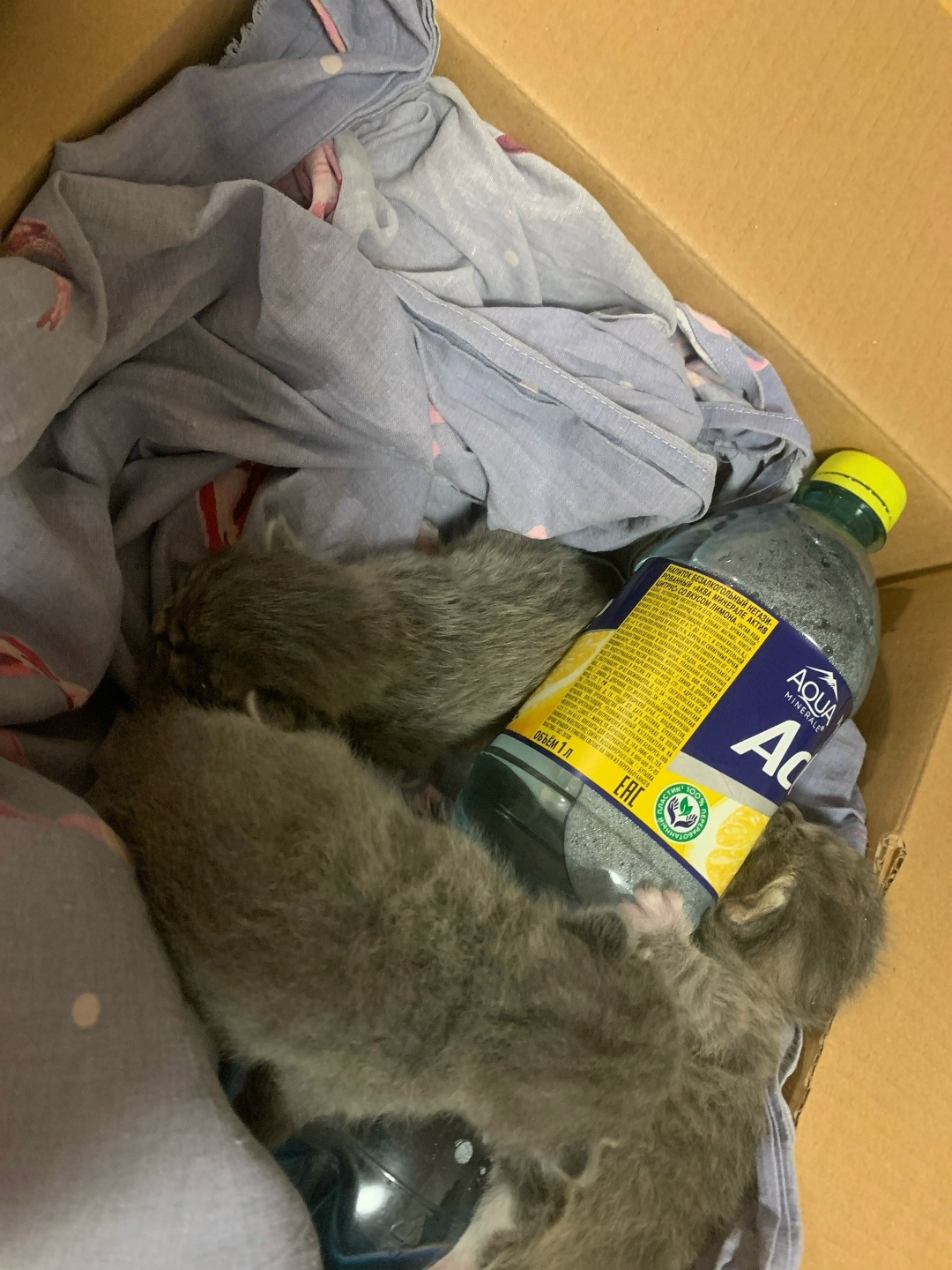 Найдена кошка в Сыктывкаре — фото объявления