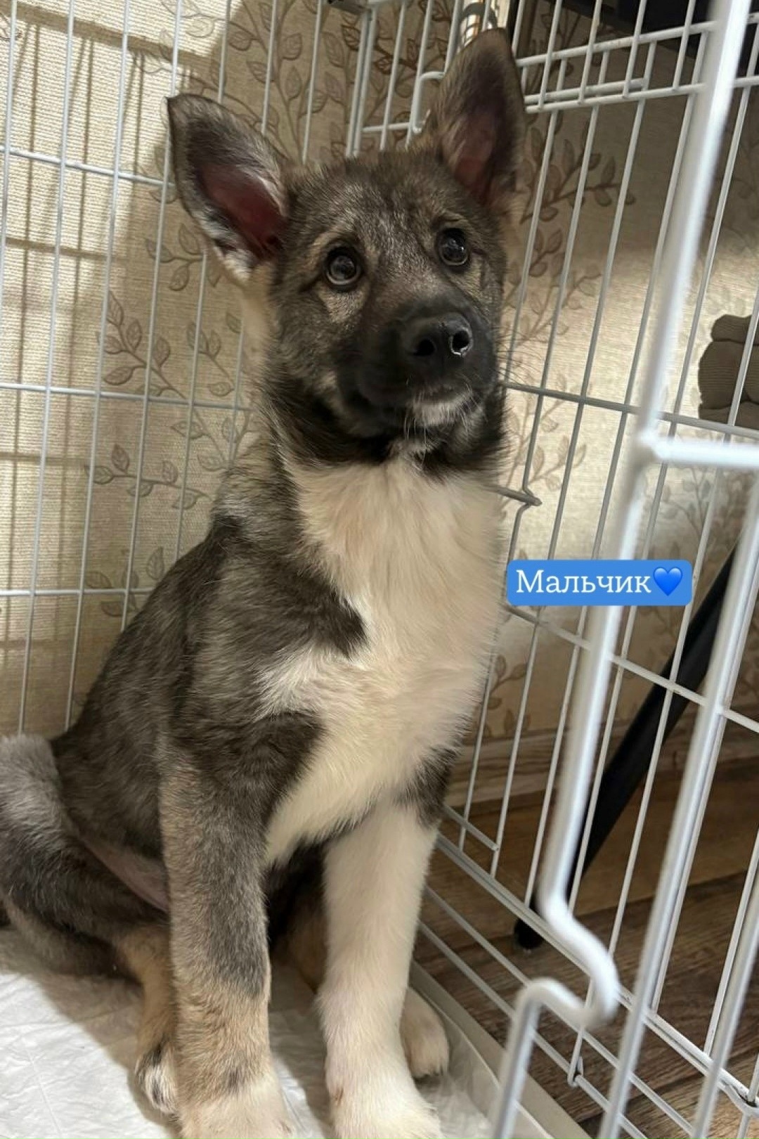 Найдена собака в Сыктывкаре — фото объявления