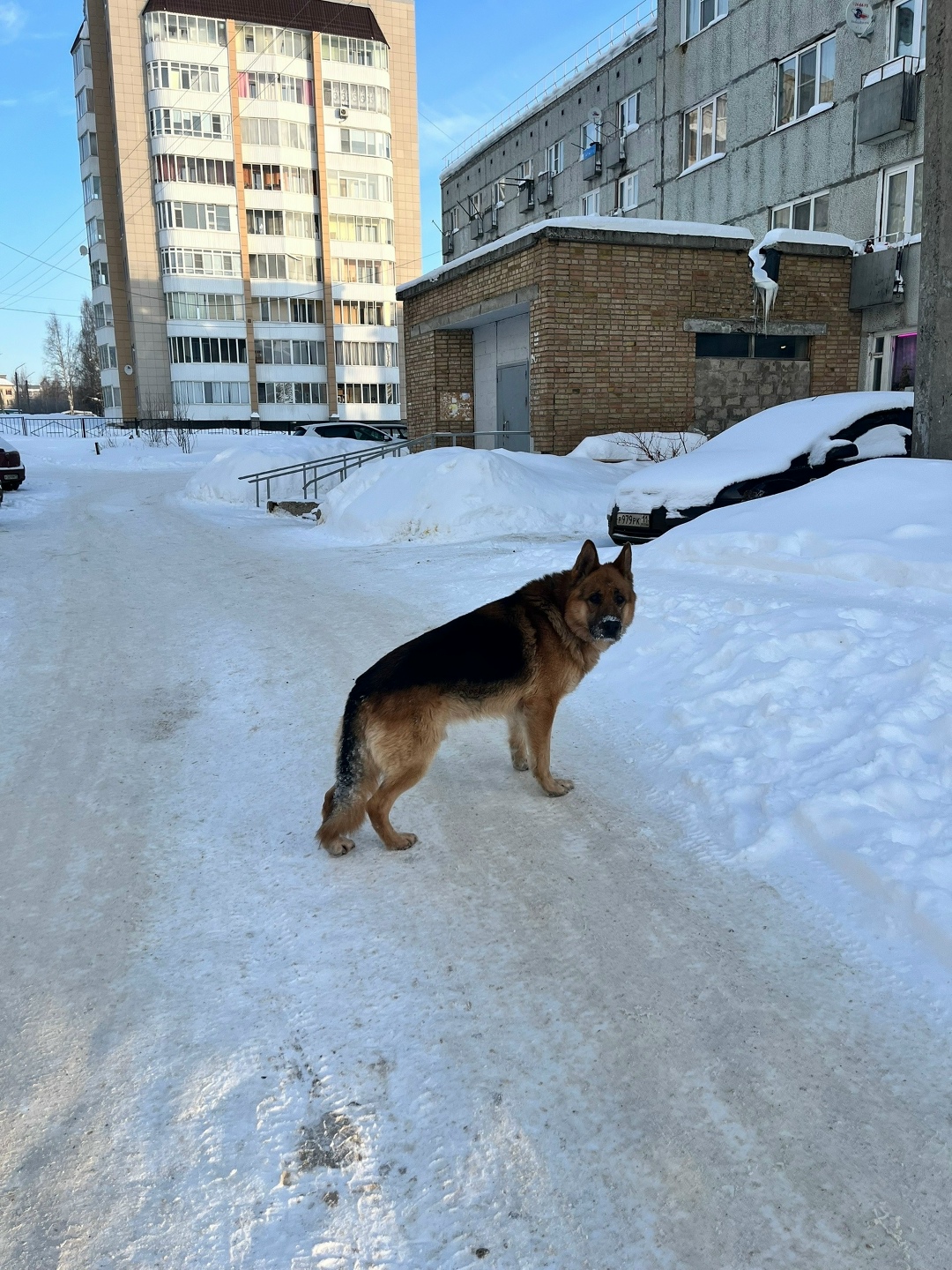 Пропала собака в Сыктывкаре — фото объявления
