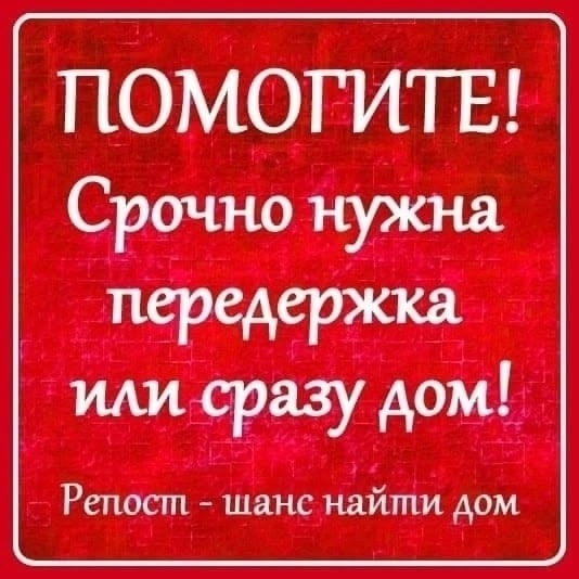 Найдена собака в Сыктывкаре — фото объявления