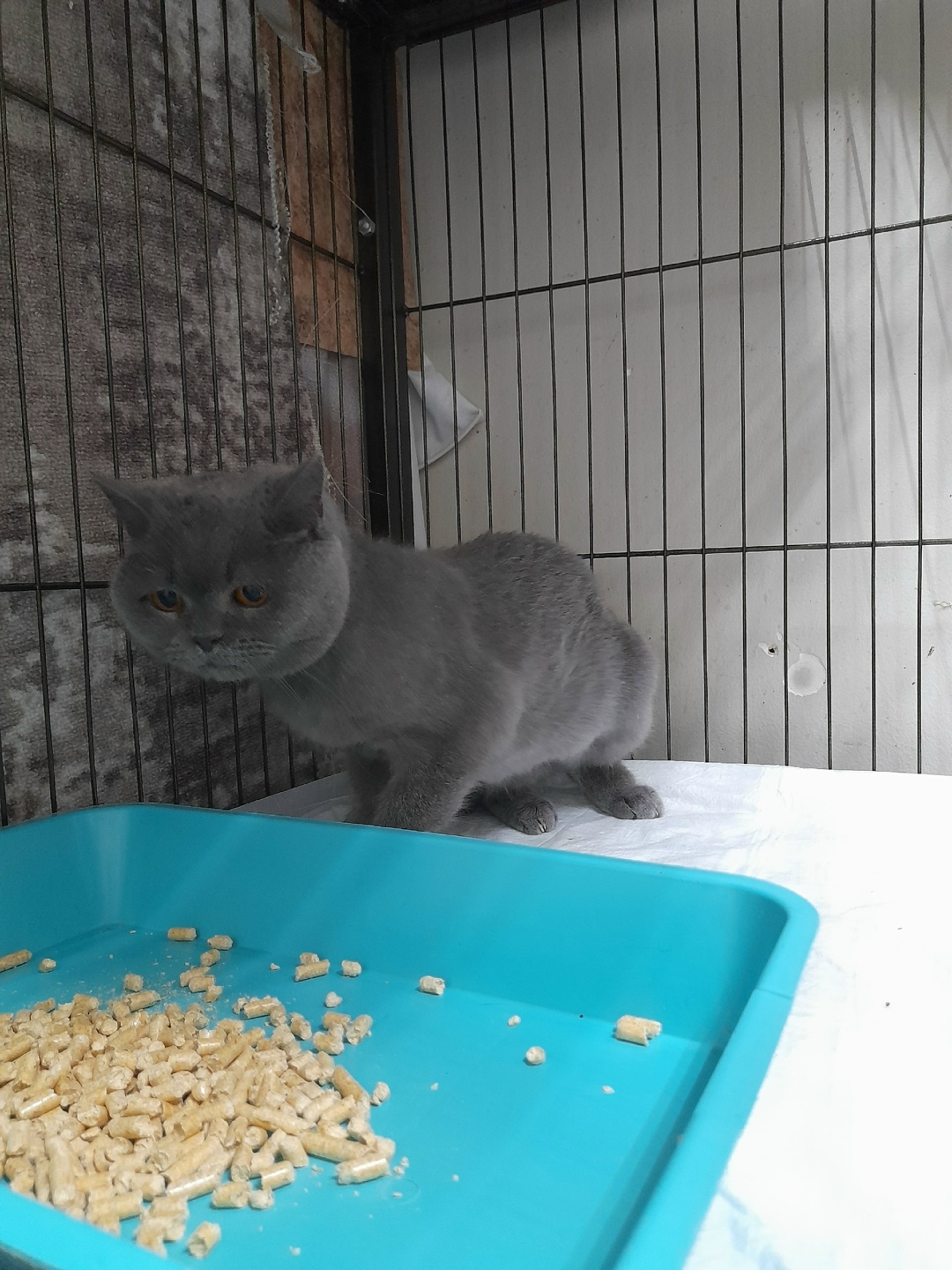 Пропала кошка в Сыктывкаре — фото объявления