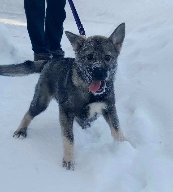 Найдена собака в Сыктывкаре — фото объявления
