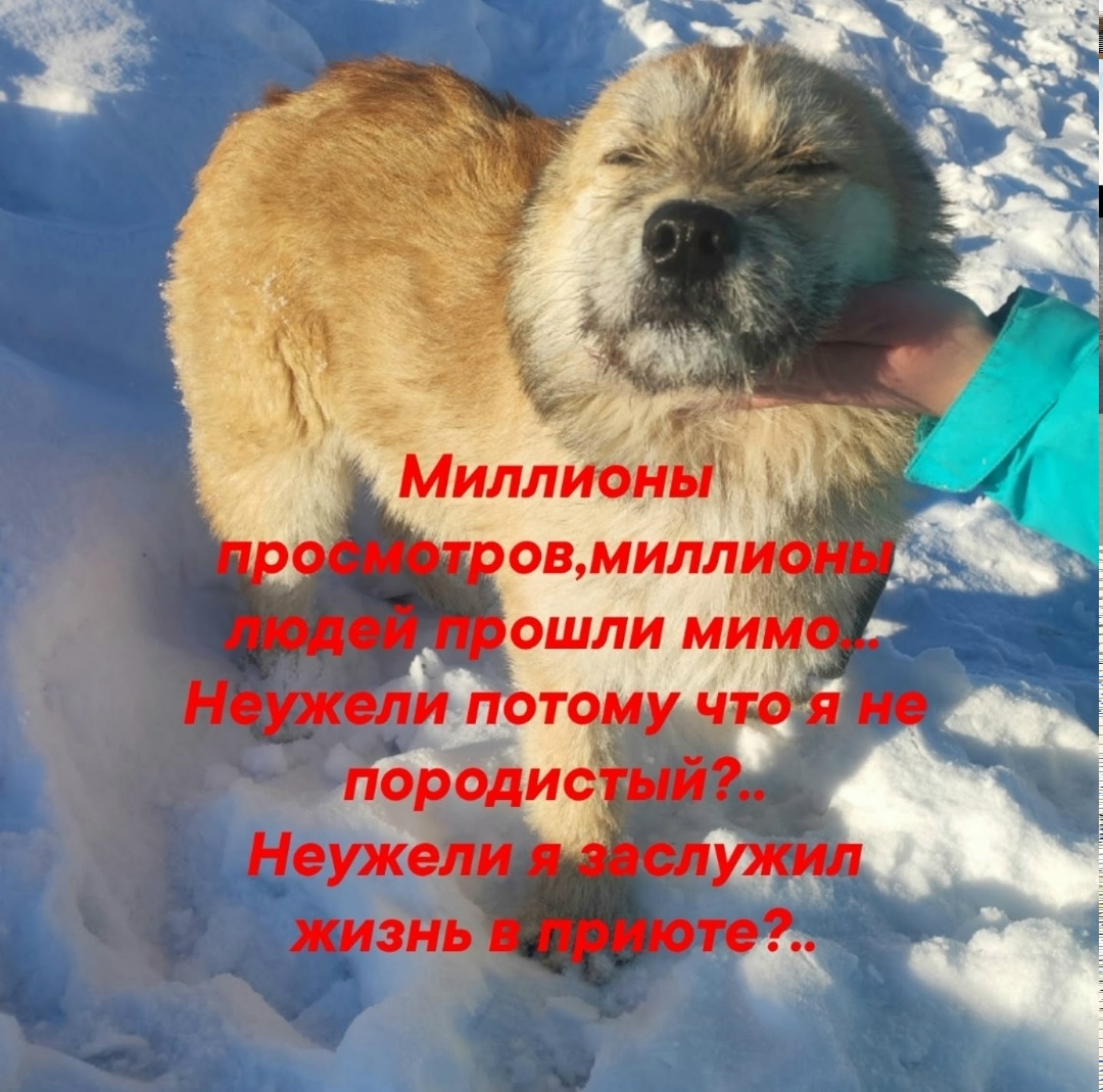 Найдена собака в Сыктывкаре — фото объявления