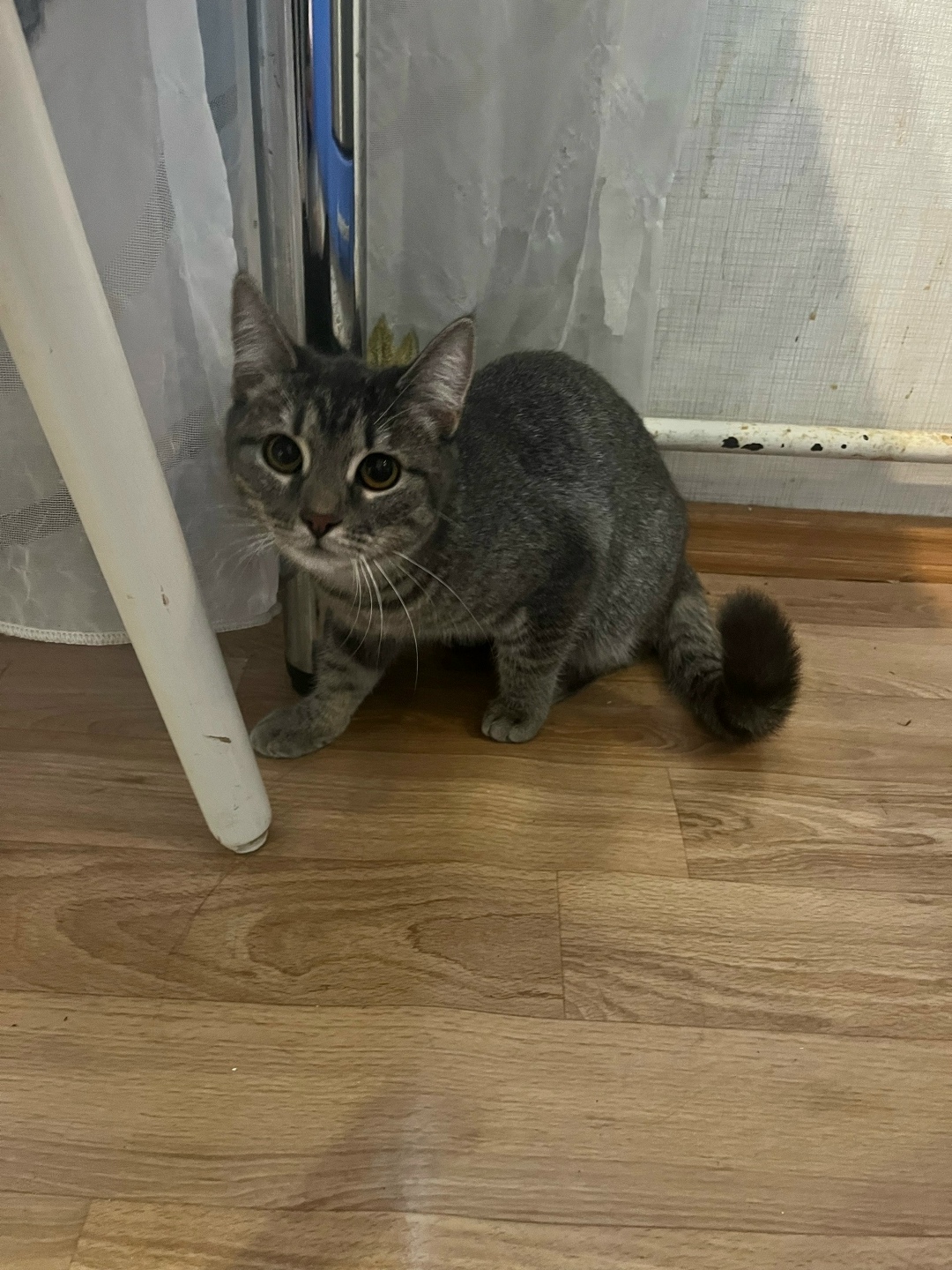 Найдена кошка в Сыктывкаре — фото объявления