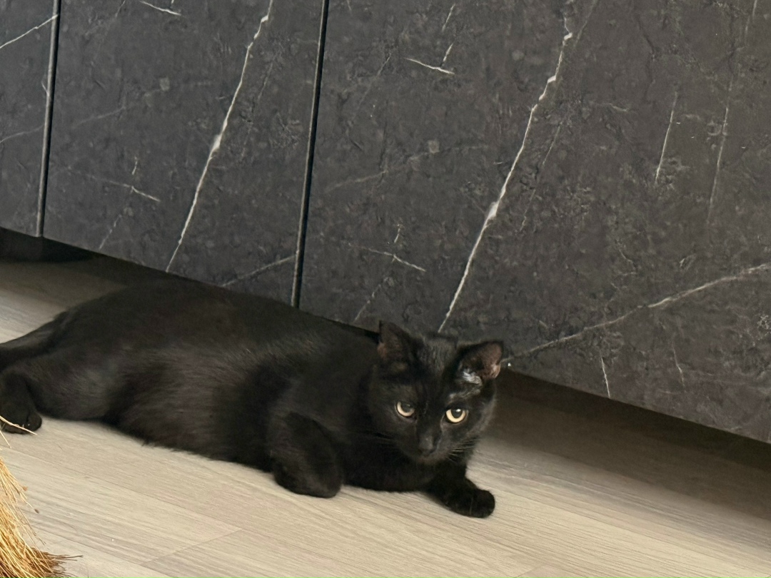 Найдена собака в Сыктывкаре — фото объявления