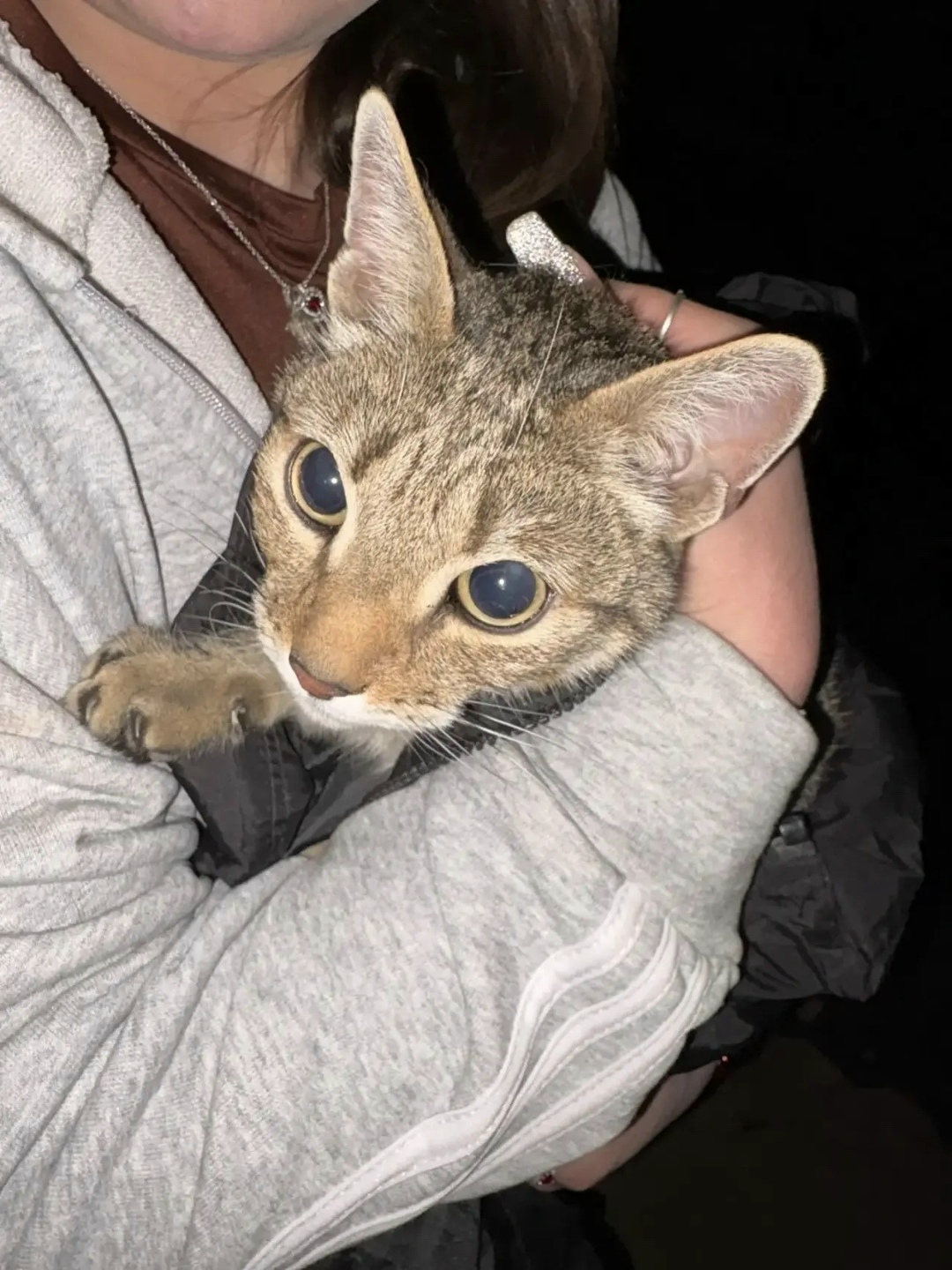 Найдена кошка в Сыктывкаре — фото объявления