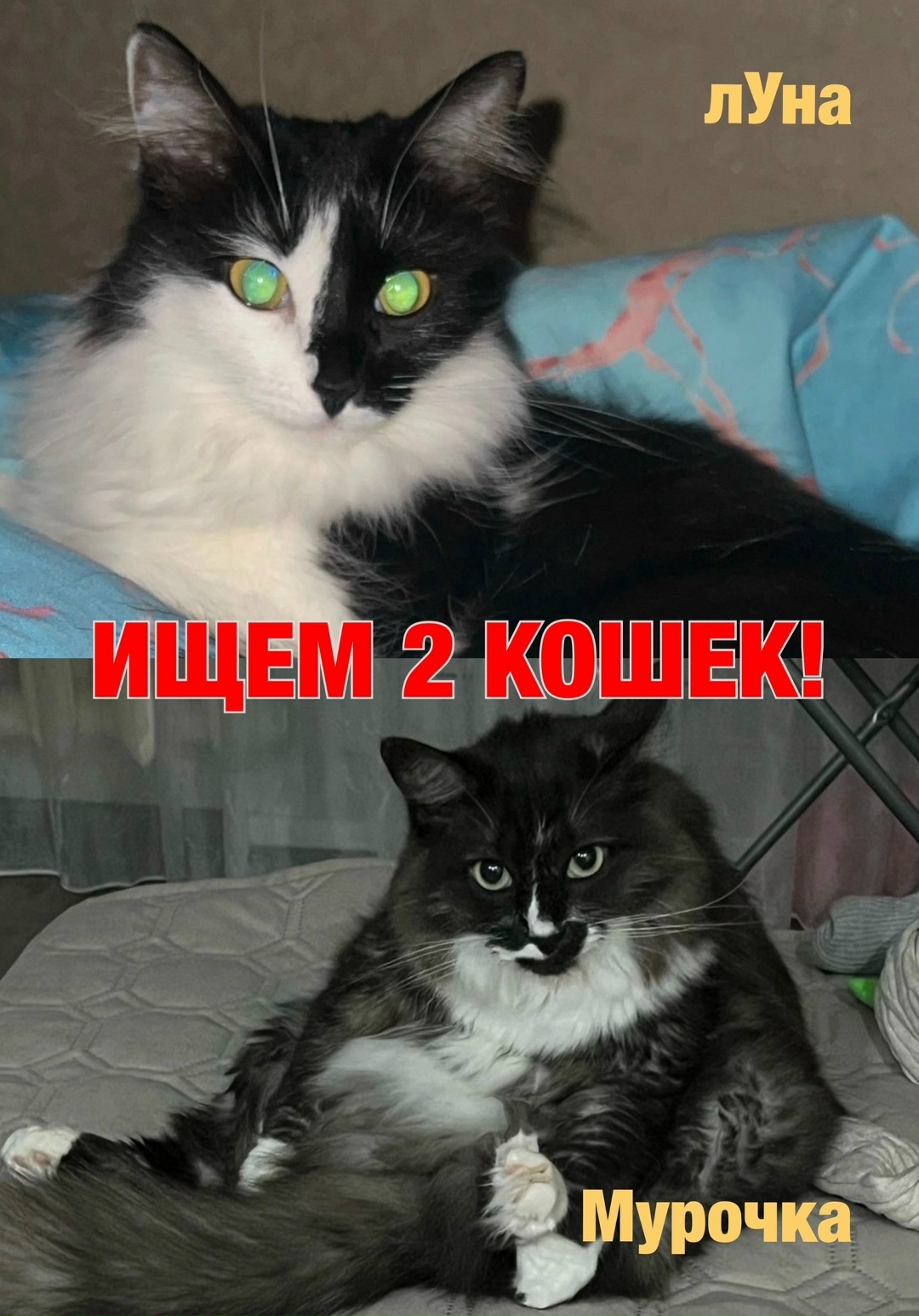 Пропала кошка в Сыктывкаре — фото объявления