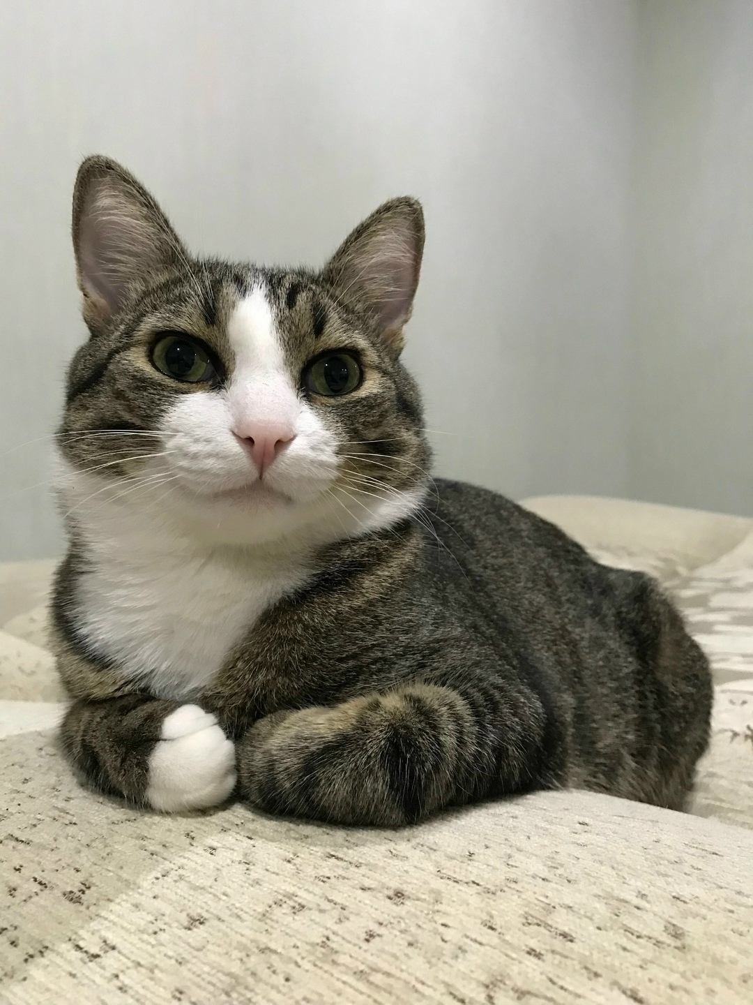 Пропала кошка в Сыктывкаре — фото объявления