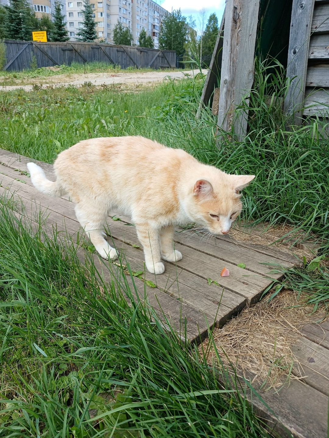 Найдена кошка в Сыктывкаре — фото объявления