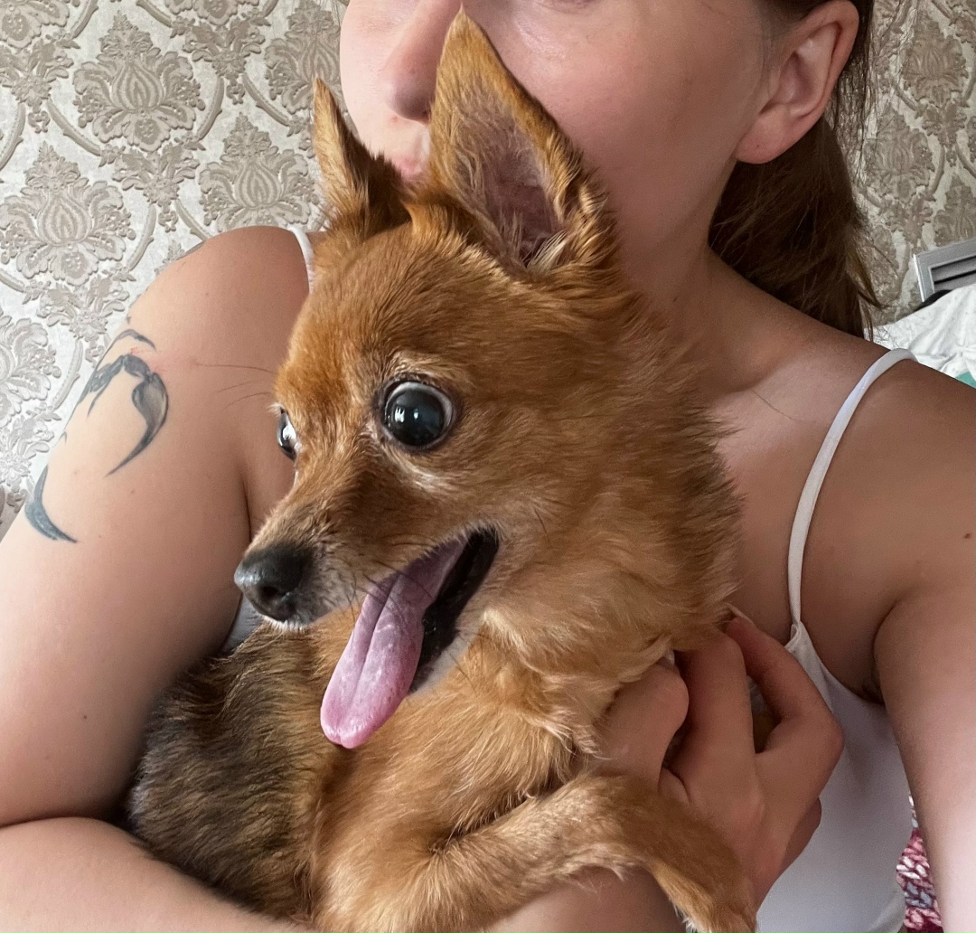 Пропала собака в Сыктывкаре — фото объявления