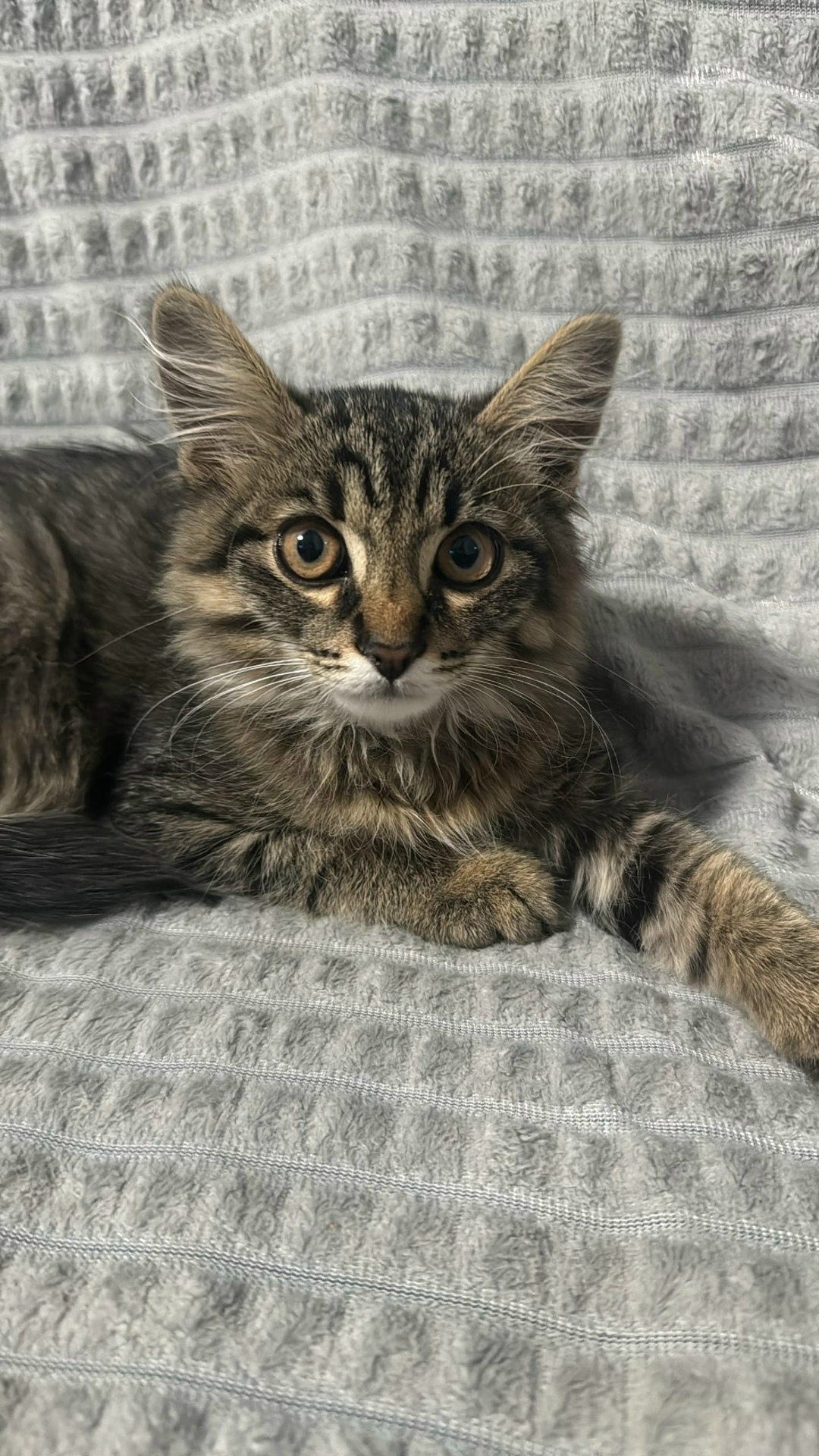 Пропала кошка в Сыктывкаре — фото объявления