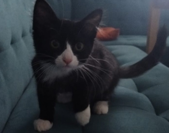 Найдена кошка в Сыктывкаре — фото объявления