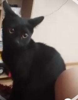 Пропала кошка в Сыктывкаре — фото объявления