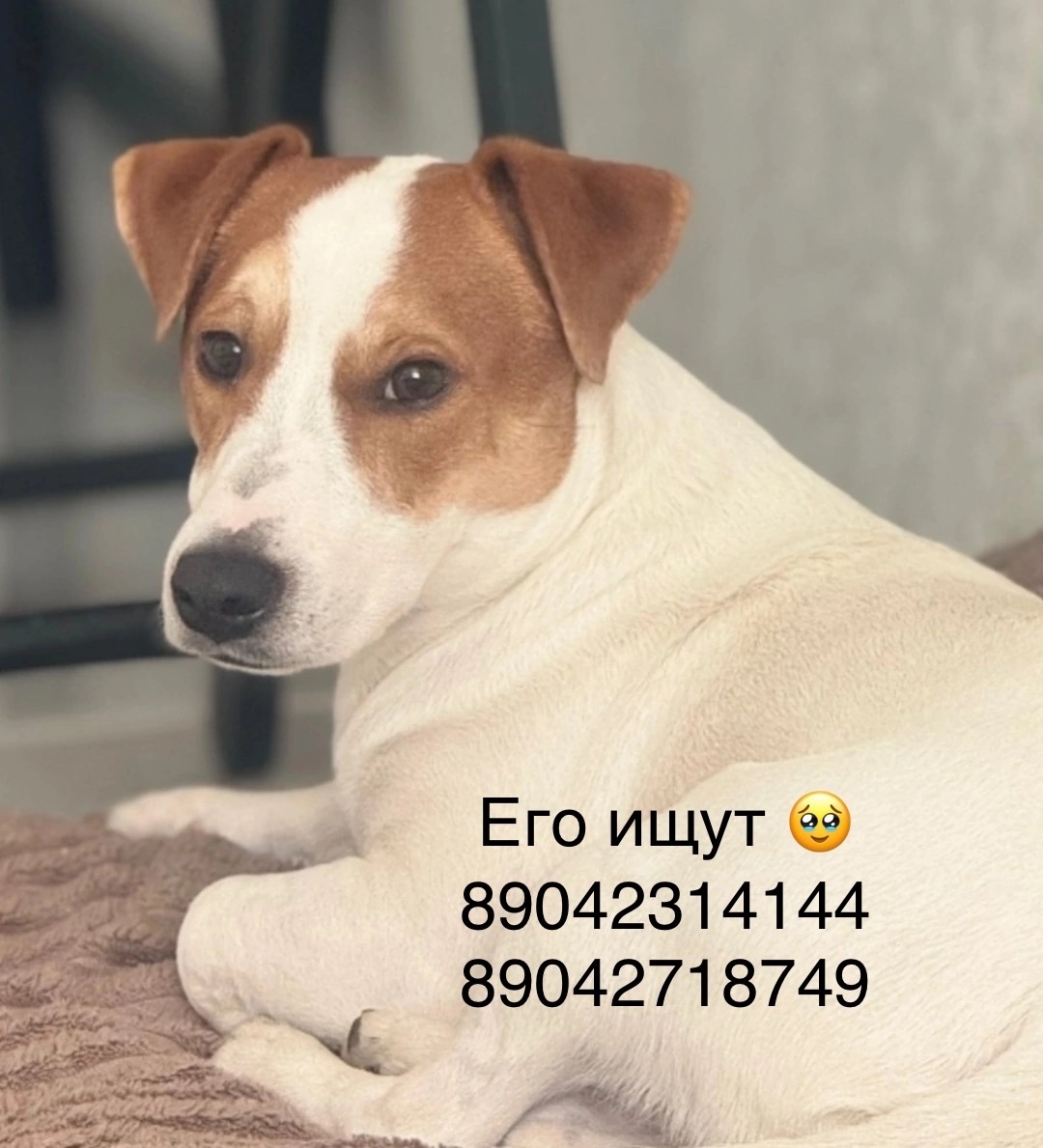 Найдена собака в Сыктывкаре — фото объявления