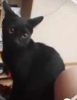 Пропала кошка в Сыктывкаре — фото объявления