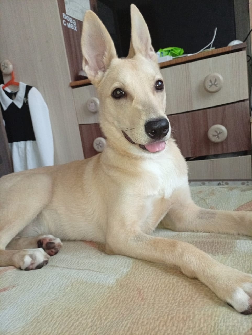 Найдена собака в Сыктывкаре — фото объявления